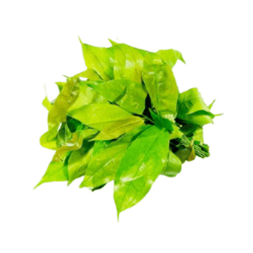 

Daun Melinjo 100g oFresh Batam