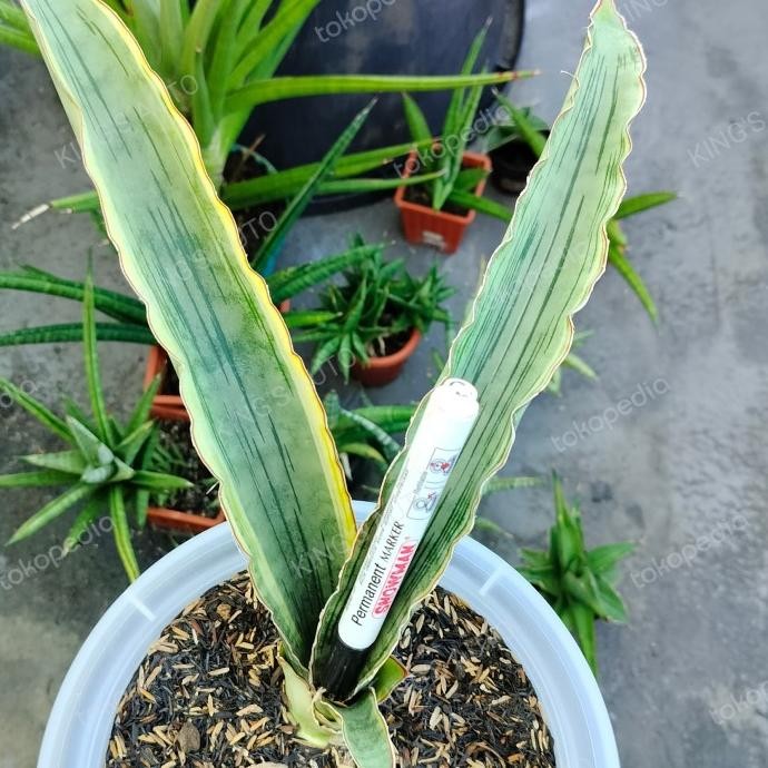BESS SELLER SANSE - SANSEVIERIA DRAGON JADE VARIGATA 9-2-2024