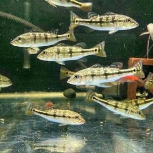 Produk Baru Ikan Pbass Blue Azul Peacock Bass Azul Tankmate