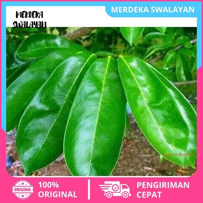 

DAUN SIRSAK SEGAR DAN AMAN DIKONSUMSI ( DIJAMIN BEBAS PEPTISIDA ) BEST SELLER BY MERDEKA SWALAYAN !