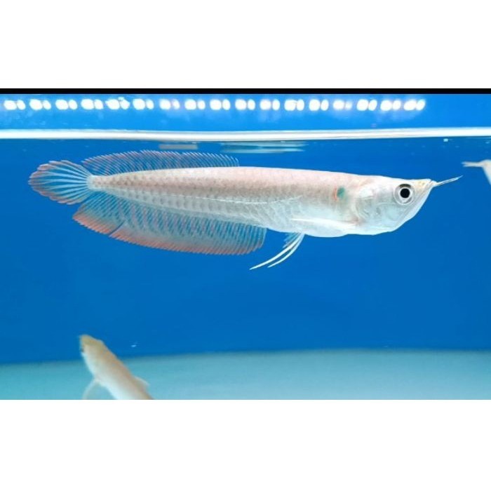 ORI IKan ARWANA SILVER RED size 13-15CM ARWANA ALBINO Arwana SIlver TERLENGKAP