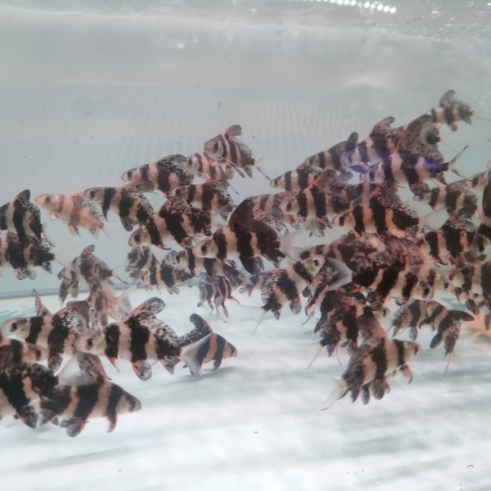 Chf Chinese High Fin Asli