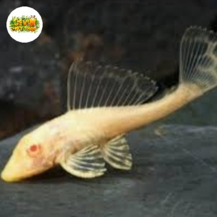 Sapu Sapu Albino (Mentega) Gibicep Terlaris