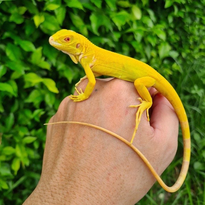 Albino Iguana Baby CUCI GUDANG