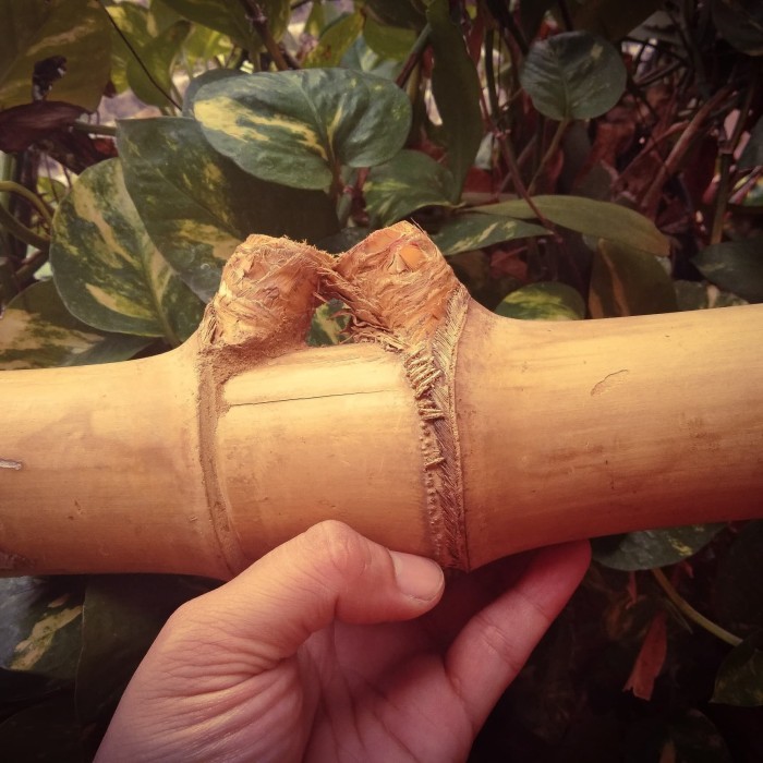 Bambu Pethuk Petuk Koclak besar