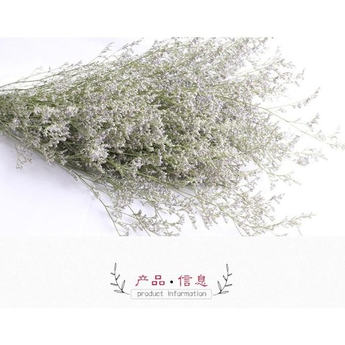 ___] GROSIR Dried Flower Natural Caspea Lovergrass 100 gram