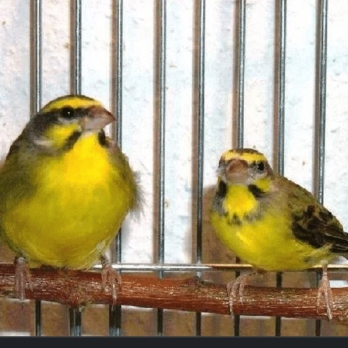 TERBARU burung mozambik sepasang HOT SALE