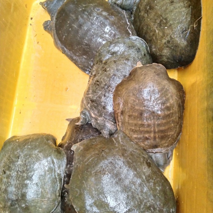 HOT SALE labi labi hidup 1kg isi 2