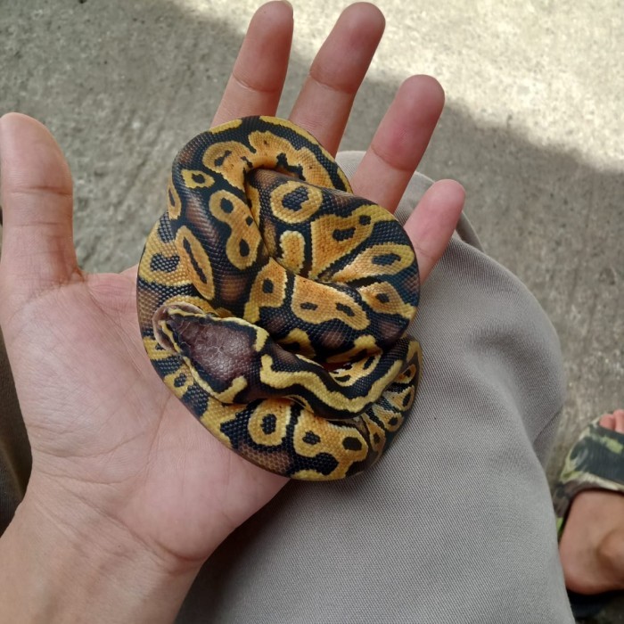 PROMO Ball python pastel