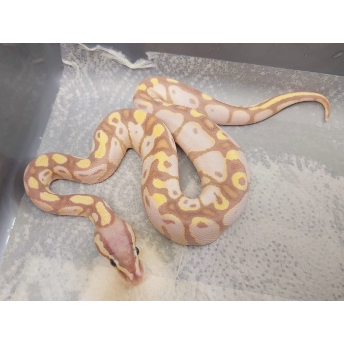 TERLARIS python banana pastel ball