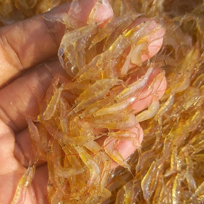Umpan pancing UDANG REBON LAUT BEKU FRESH