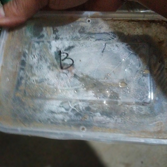 PROMO Cacing Nipah/pumpun 1 ekor