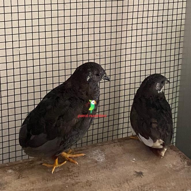 Burung puyuh batu Hias aviary indukan anakan telur Fertil Siap Tetas