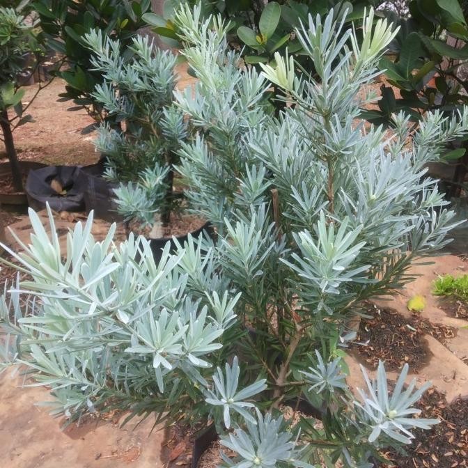 tanaman hias lohansung silver blue ice - original