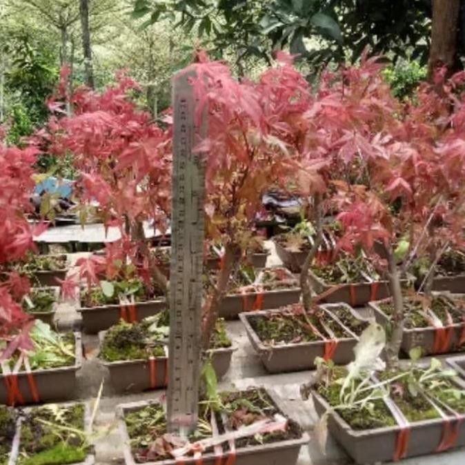 tanaman hias japanese red maple - tanaman bonsai japanese red maple