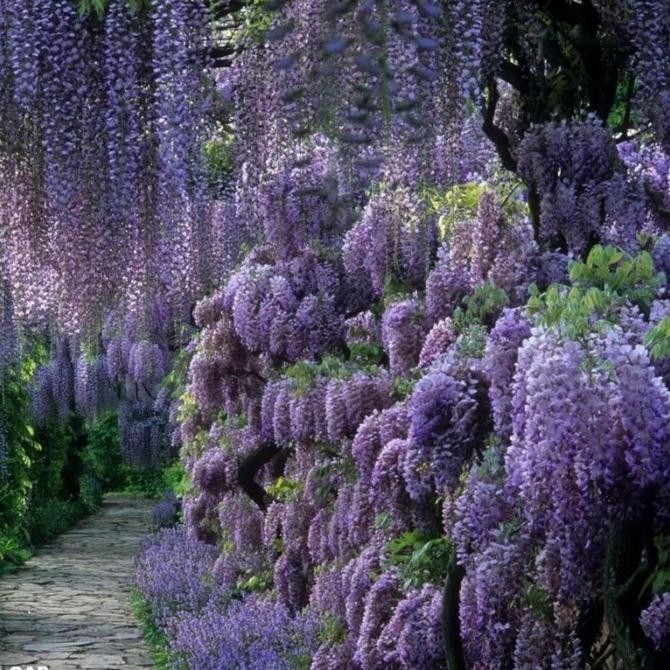 Wisteria Sinensis/ Pohon Wisteria Bunga Ungu