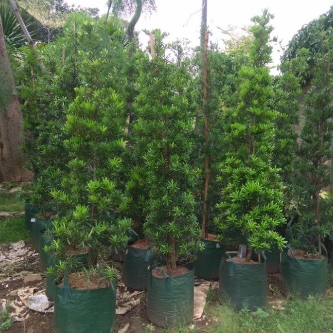 pohon lohansung cincuan tinggi 3 meter bonsai istimewa