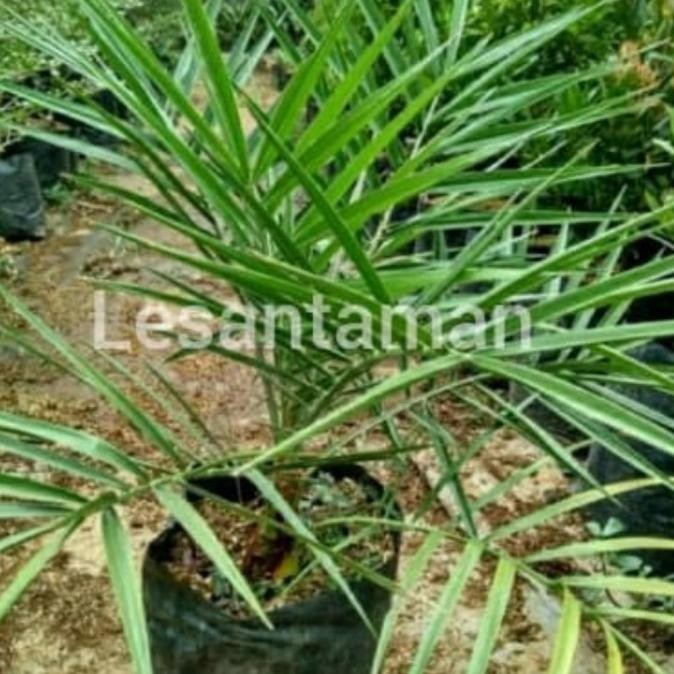 TANAMAN HIAS PALM KENARI/BIBIT POHON PALEM