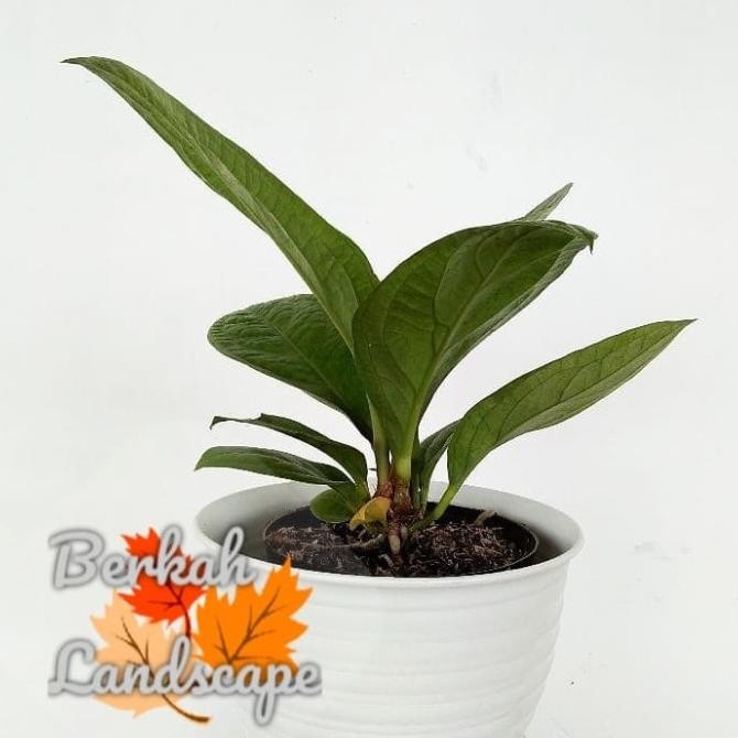 Tanaman hias anthurium jemani cobra supernova