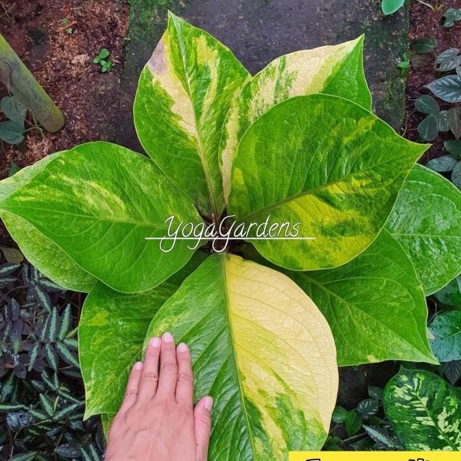 Tanaman hias anthurium jemani cobra varigata - anthorium jemani cobra