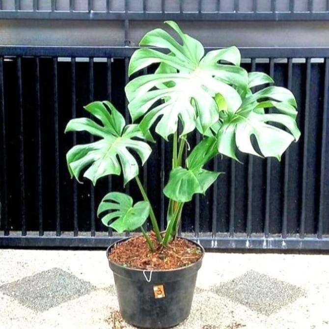 Monstera king | tanaman hias Monstera king Giant | Monstera besar