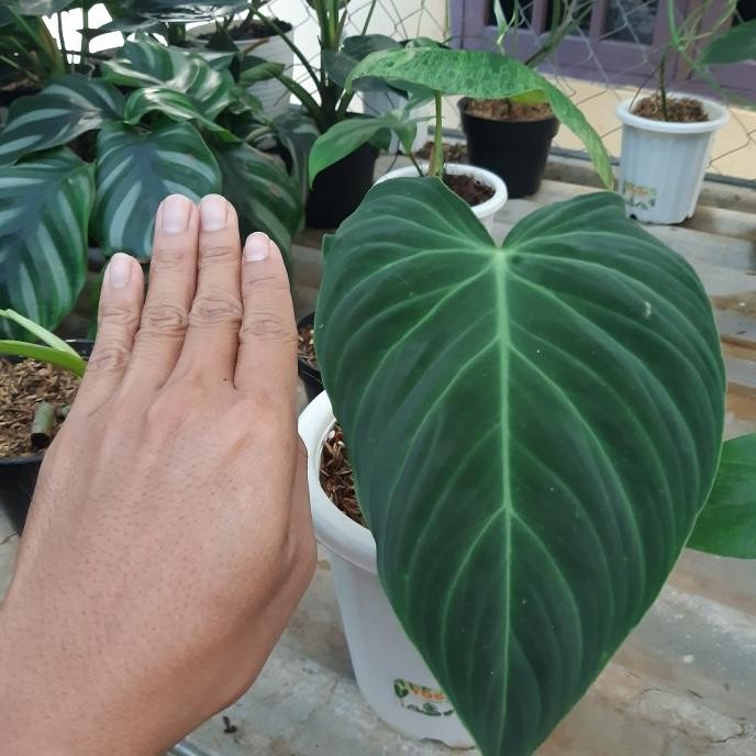 Philodendron splendid - Tanaman hias philo splendid