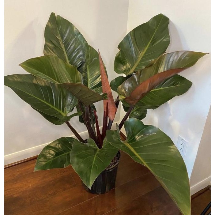 tanaman hias Philodendron rojo Congo/ red Congo / Congo rojo indukan