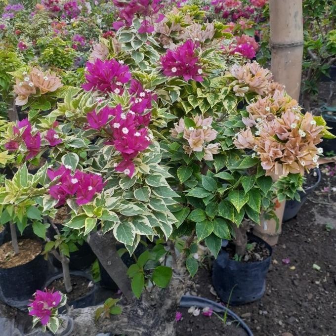 TANAMAN HIAS BOUGENVILLE SINGAPORE FULL BUNGA BATANG BESAR CANTIK