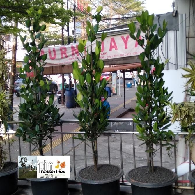 Pohon Garcenia/Nangka Taiwan. Tinggi 1,5 Meter