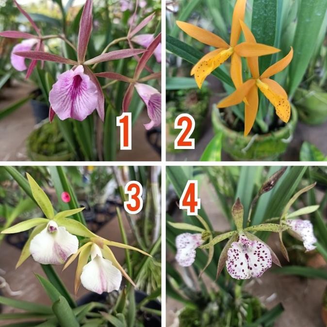 tanaman hias anggrek cattleya mini (kondisi berbunga)