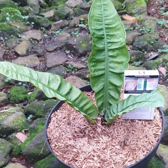 tanaman hias anthurium reflexinervium