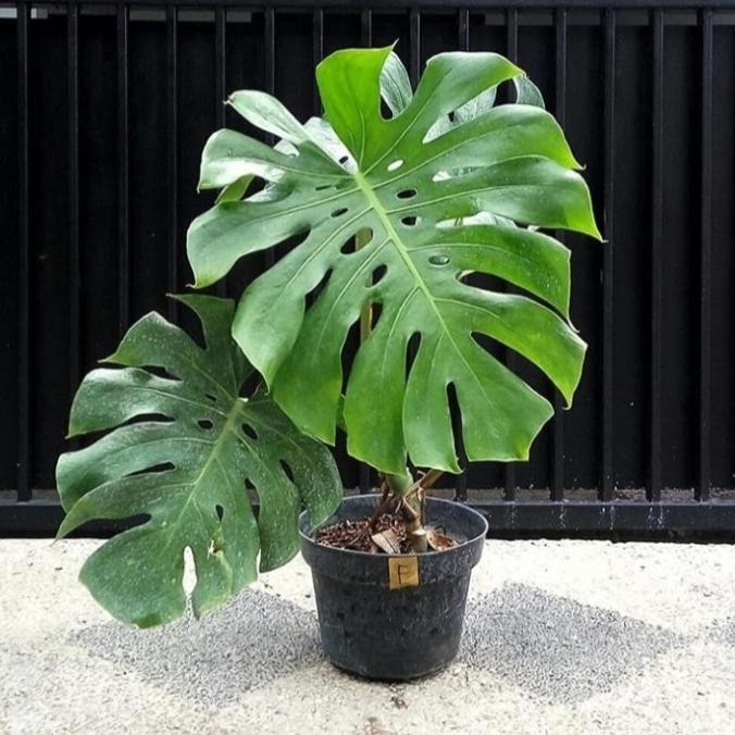 tanaman hias monstera king | monstera king