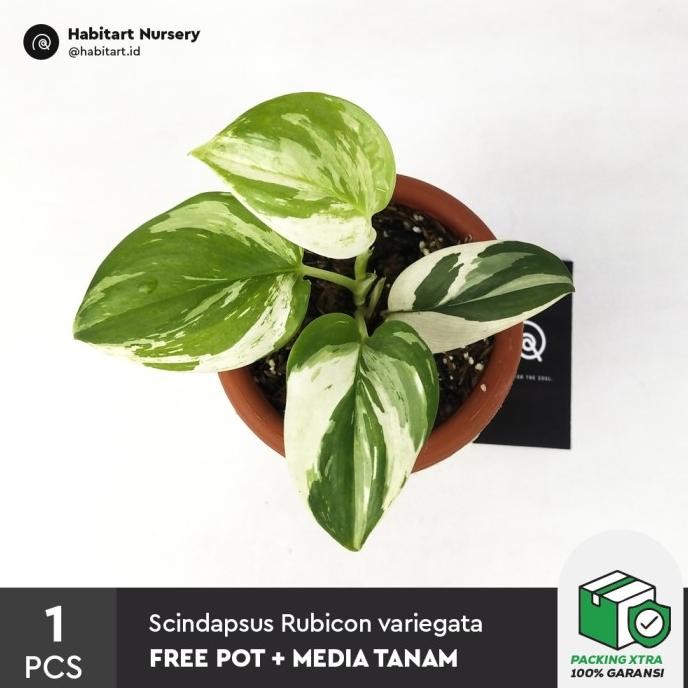 Habitart - Scindapsus Rubicon Variegata Tanaman Hias Koleksi