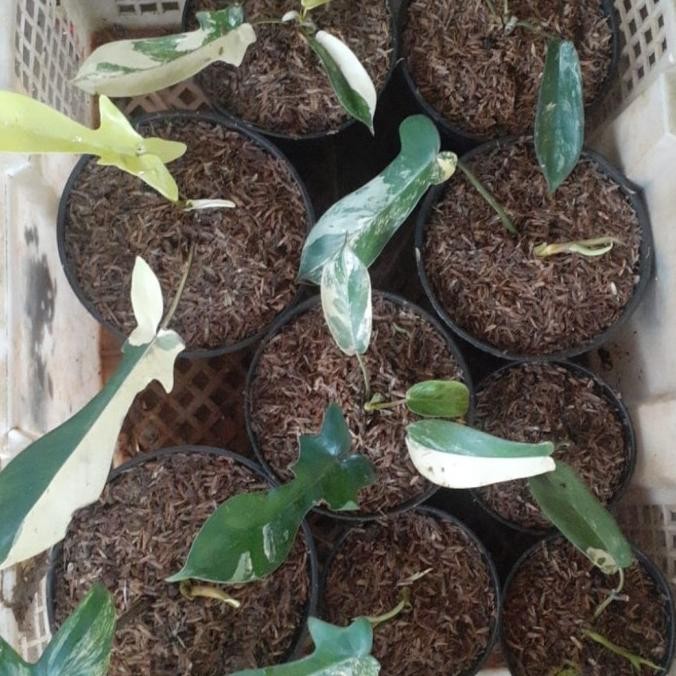 Tanaman hias philodedendron Flobe varigata - Tanaman hias Flobe var