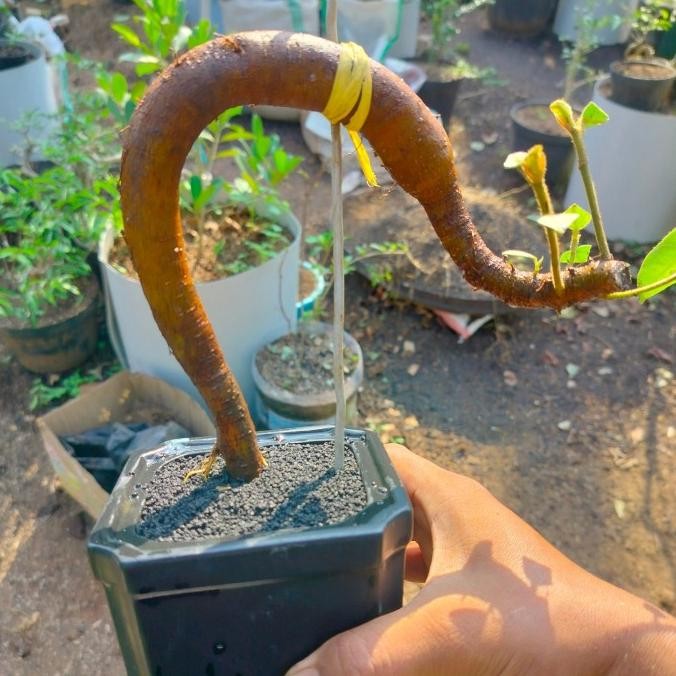 Tanaman Ficus Drupacea Caudex long bagus unik cantik