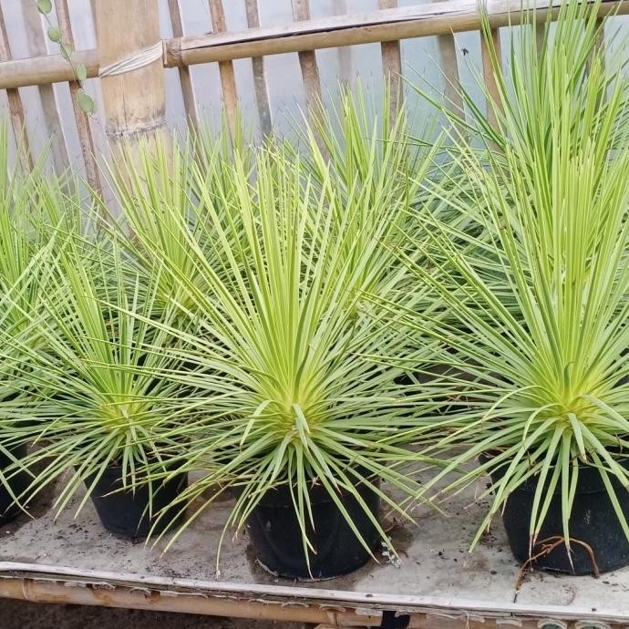 TANAMAN HIAS AGAVE STRIATA