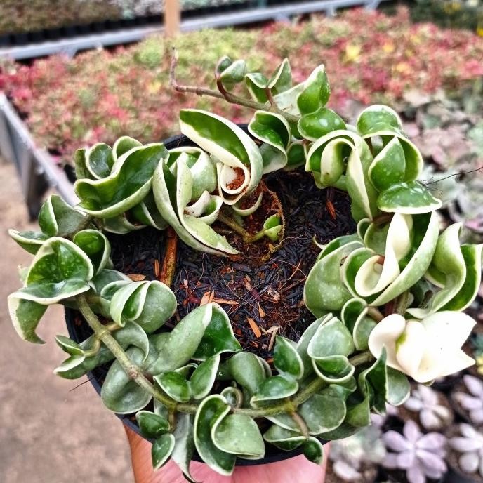 hoya compacta variegata size long KAKTUS SUKULEN | TANAMAN HIAS