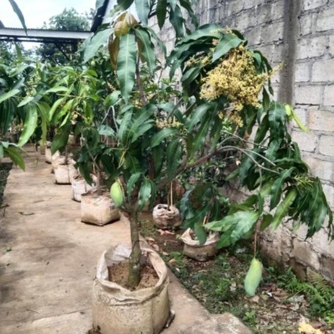 BIBIT TANAMAN BUAH MANGGA MAHATIR BERBUAH BERBUNGA