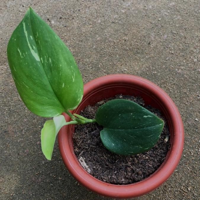 Tanaman Scindapsus treubii moonlight Variegata variegated varigata