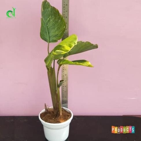 Tanaman hias langka Calathea lutea variegata tinggi 1 meter UP