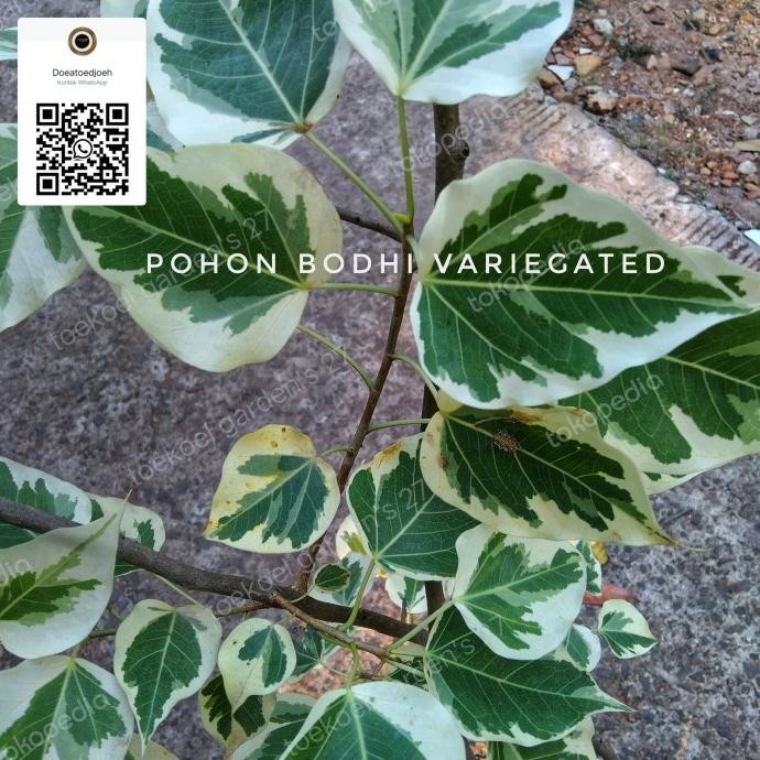 tanaman pohon bodhi variegata