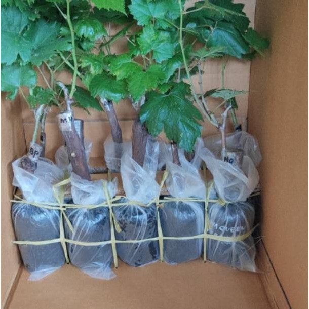 Bibit anggur moondrop original - pohon anggur import asli