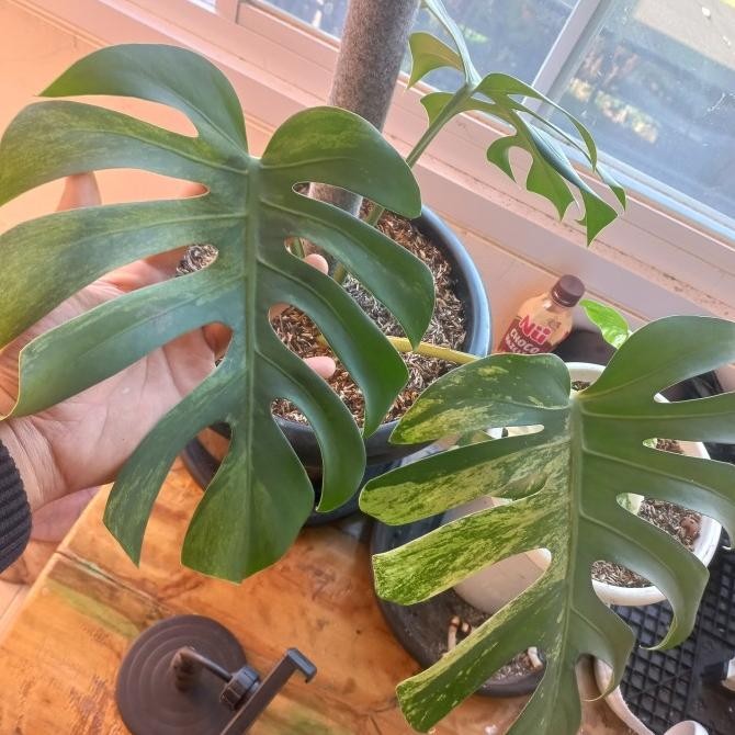 Tanaman Hias Monstera Mint Variegata