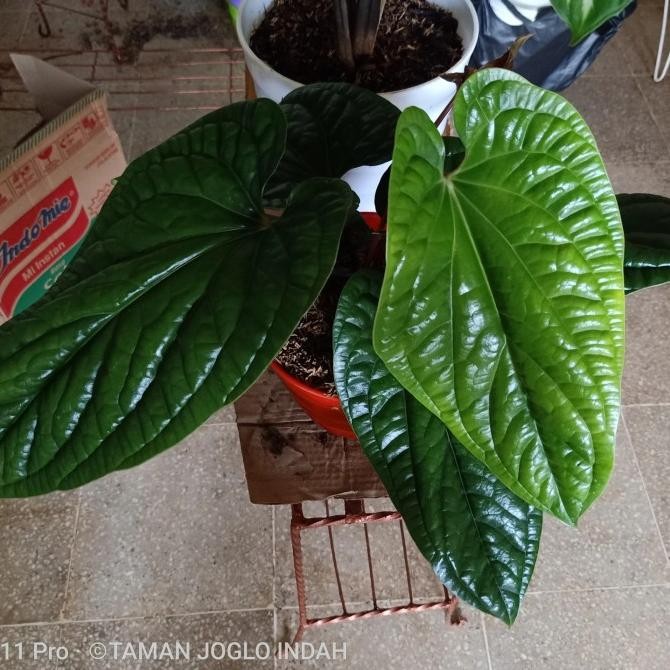 tanaman hias anthurium sirih besar indukan