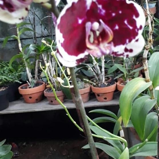 Tanaman Hias Anggrek Bulan Batik Bercak Maroon Putih