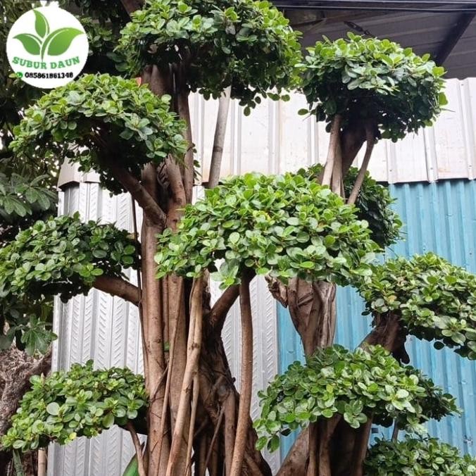 Pohon bonsai beringin korea/ pohon hias beringin dolar