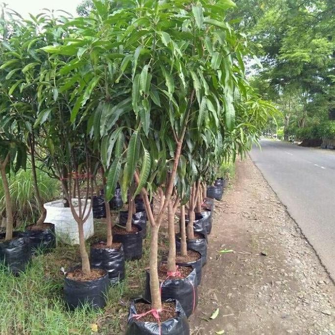 Pohon mangga mahatir jumbo sudah bunga