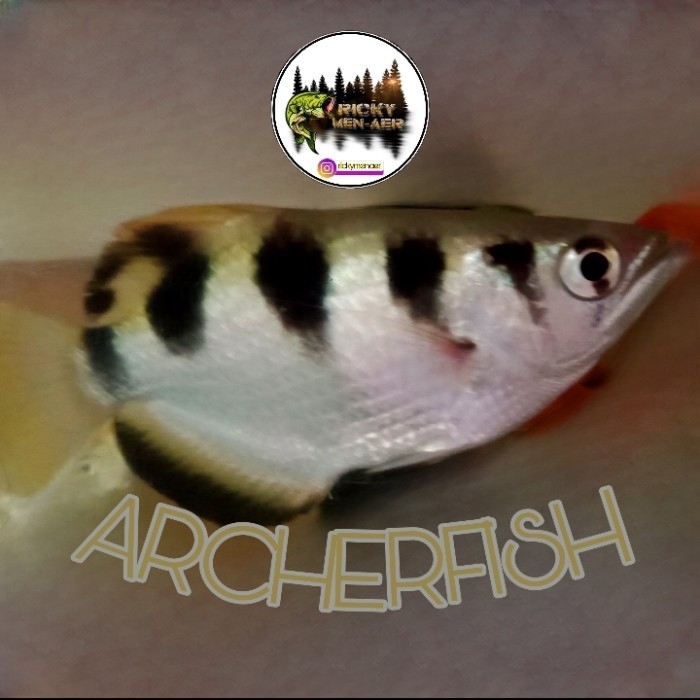 archer fish sumpit ikan