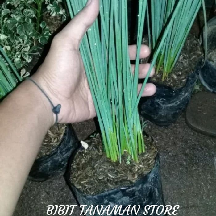 

Bibit Tanaman Hias Bambu Lidi - Pohon Bambu Air Lidi - Tanaman Hias