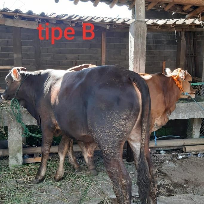 

Hewan Qurban Sapi Tipe B Bobot 200-250 Kg Gratis Ongkir Jabodetabek